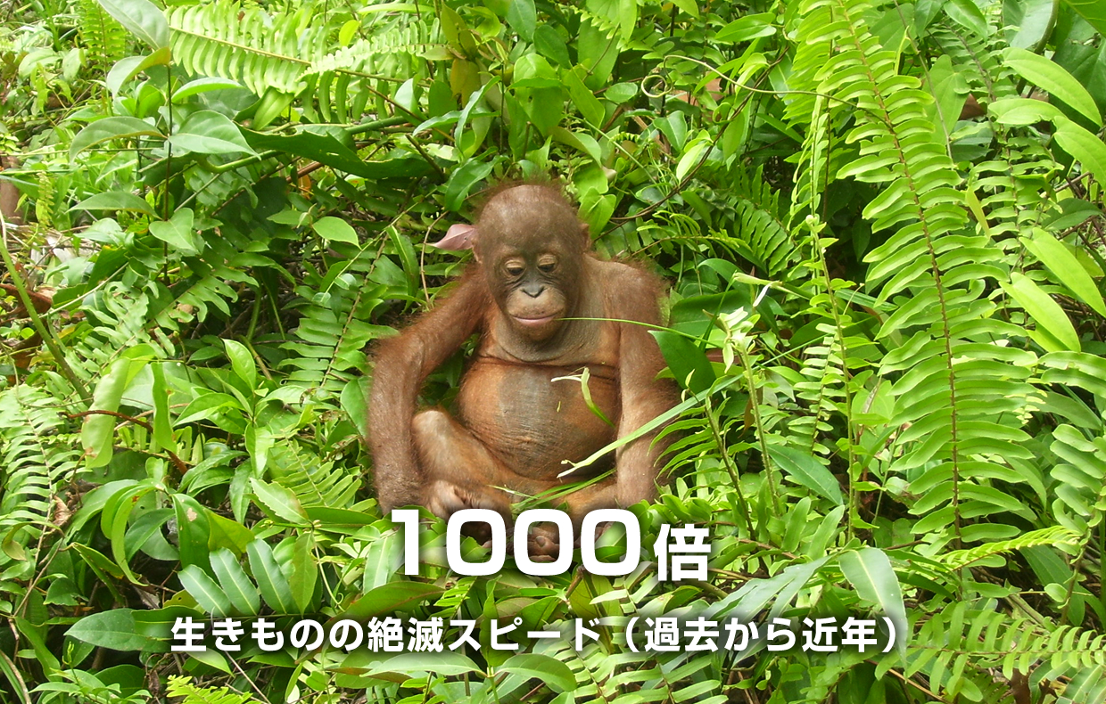 生きものの絶滅スピード(過去から近年) 1000倍