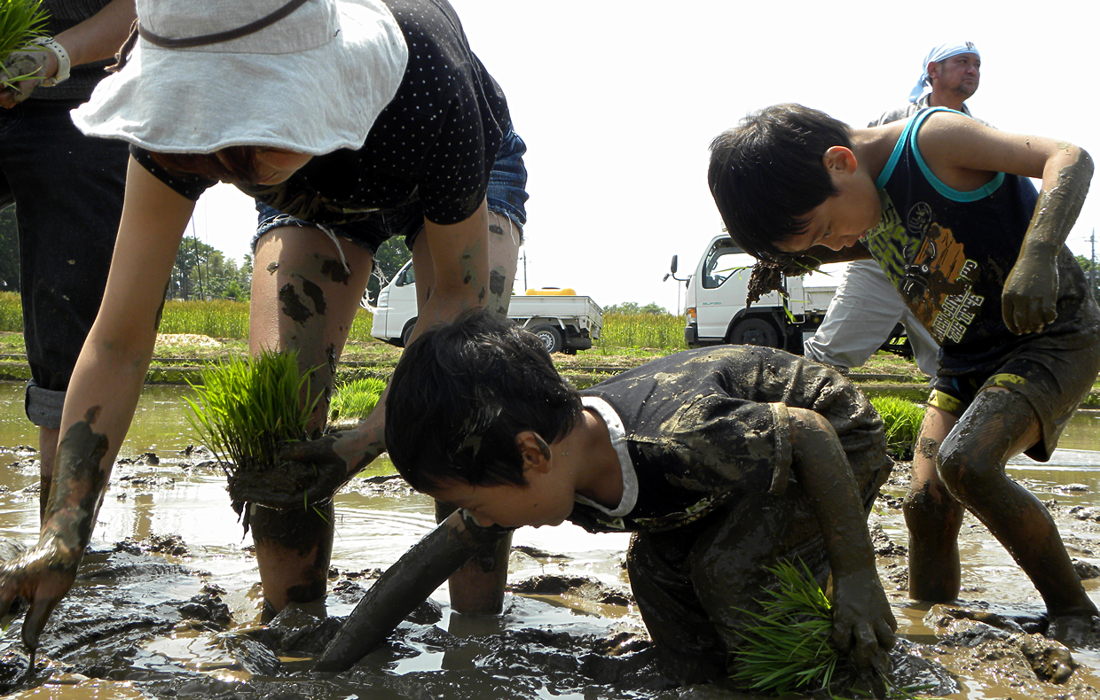 田植えをする子どもの写真
