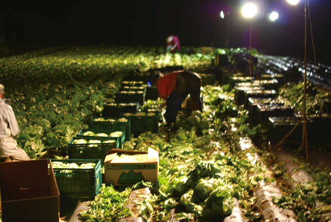 深夜の収穫の写真