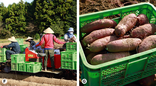 収穫するベトナムの技能実習生と選別された芋の写真